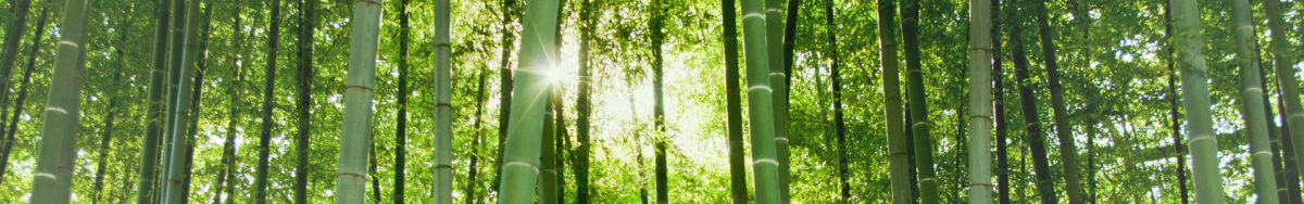 bamboo decor